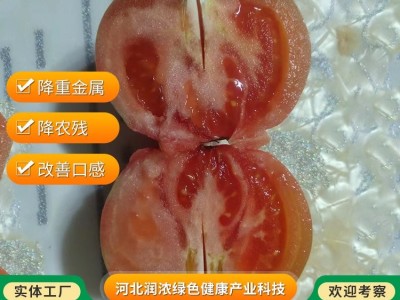 绿绚风西红柿 追施有机水肥 改善口感 降重金属农残