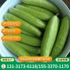 黄瓜批量供应 农家种植追施有机水肥 改善口感新鲜蔬菜