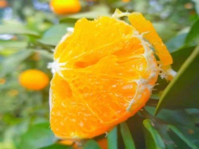 大雅柑橘脆甜椪柑批发 新鲜薄皮 基地现货高山橘子