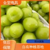优选品质鲜果 新鲜水果 阳光玫瑰葡萄