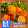 果园现摘现发 果形圆润皮薄 爱媛38号