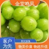 新鲜水果 阳光玫瑰 整箱包邮