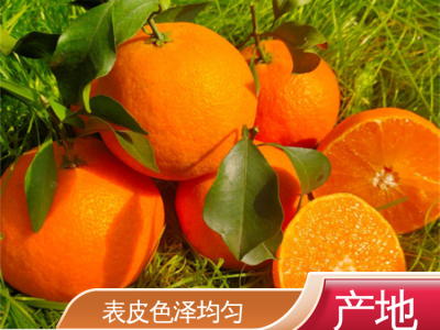 果形圆润皮薄 爱媛果冻橙 果园产地直发 应季水果