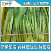 松江新鲜配送蔬菜 松江蔬菜新鲜配送绿色蔬菜