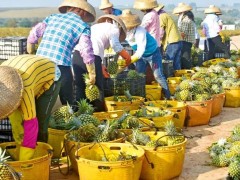 霍启刚提议打造区域农业品牌，四条建议含金量如何？