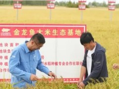 金龙鱼大米助力乡村振兴，订单农业与科技创新双轮驱动