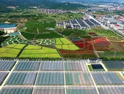 国家旱碱麦农业标准化区域服务与推广平台落户沧州