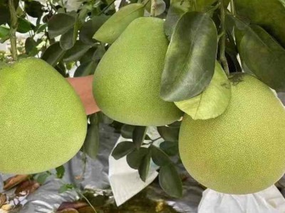 新鲜水果 东试早傣柚 脆甜多汁 产地现摘现发