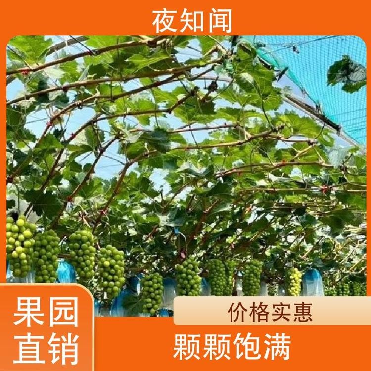 黄绿色 阳光玫瑰葡萄 多汁爽口 新鲜应季水果