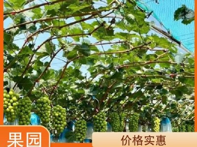 黄绿色 阳光玫瑰葡萄 多汁爽口 新鲜应季水果
