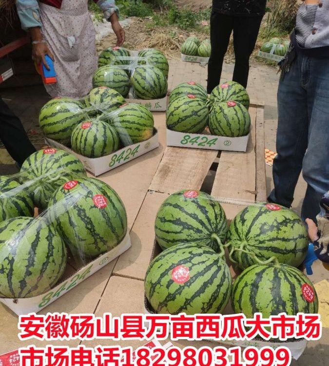 早春红玉西瓜 保鲜时间长