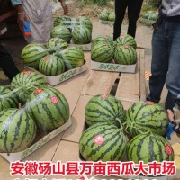 早春红玉西瓜 保鲜时间长