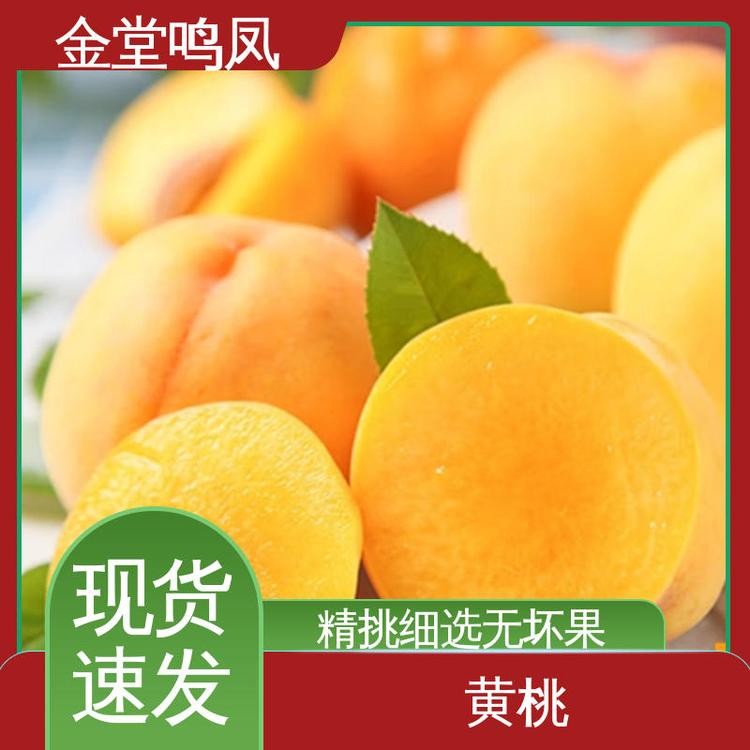 黄桃 水果批发 果园产地直发