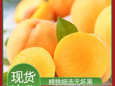 黄桃 水果批发 果园产地直发